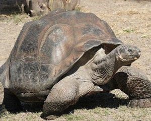 Aidwata The Aldabara Giant Tortoise