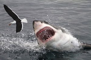 Great White Shark