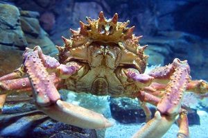 Giant Spider Crab