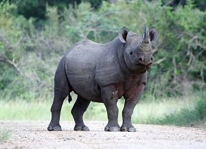 ancestor of a west african black rhinoceros