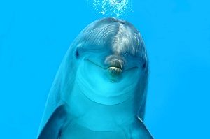 Bottlenose Dolphin