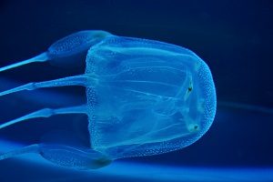 Box Jellyfish