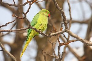 Carolina Parakeet