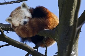 Red Panda