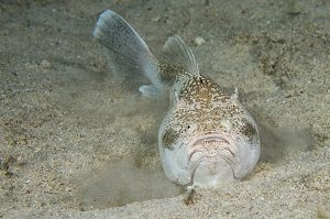 Stargazer Fish