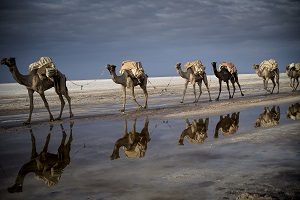 Camels