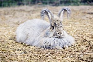 Angora Rabbit