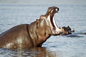 Hippopotamus