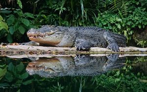 Crocodile