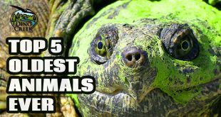 Oldest Animals Ever