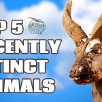 5 Animals Hunted To Extinction