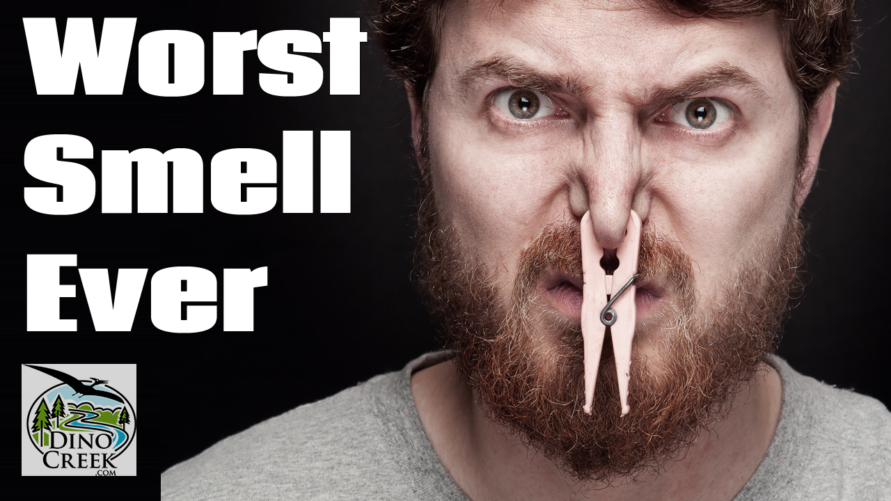 5-worst-smells-in-the-world-dinocreek-amazing-videos