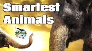 Smartest Animals