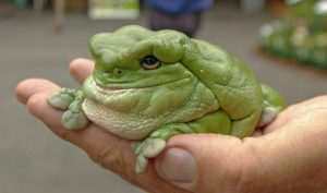 Australian Green Tree Frog