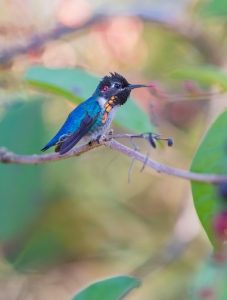 Bee Hummingbird