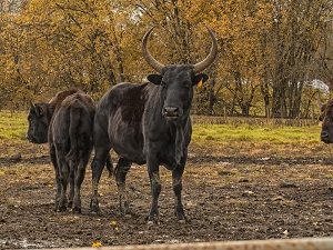 Beefalo