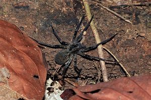 Brazilian Wandering Spiders