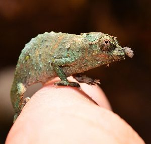 Brookesia Micra Chameleon