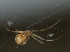 Brown Widow