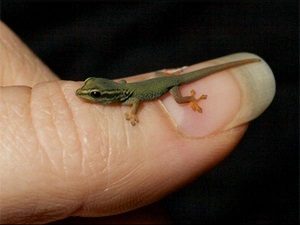 Dwarf Gecko