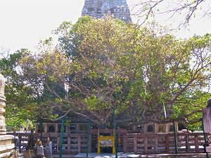 Jaya Sri Maha Bodhi