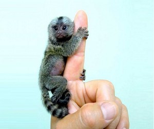 5 Smallest Animals in the World  | Amazing Videos