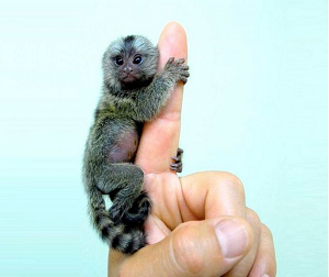 Pygmy Marmoset