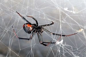 Redback Spider