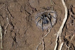 Sydney Funnel-web Spider