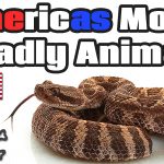 5 Most Deadly Animals in the United States