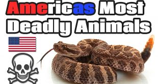 Americas Most Dangerous Animals