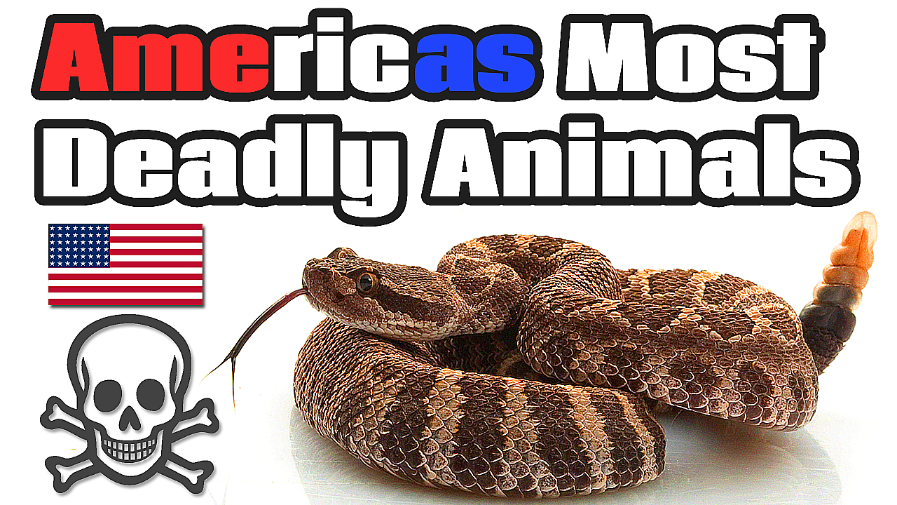 5 Most Deadly Animals in the United States
