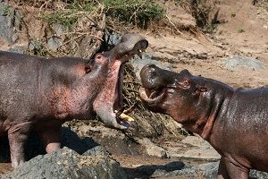 Hippos