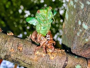 Cicadas