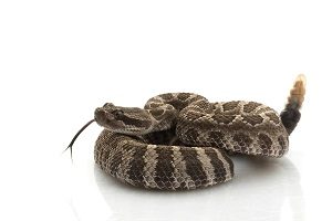 Rattlesnakes