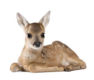 Baby Deer