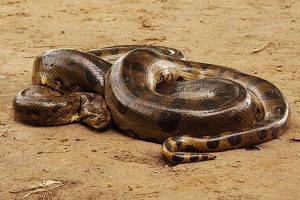 Anacondas