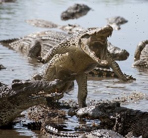 Saltwater Crocodiles