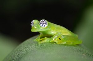 Glass Frog