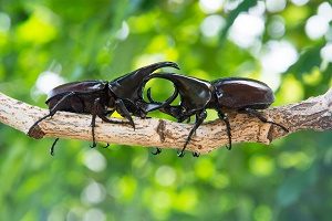 Hercules Beetle