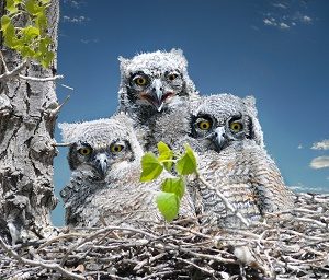 Great Horned Owl Baby