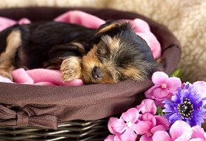 Yorkshire Terrier Baby