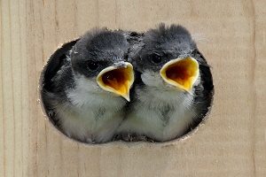 Swallow Baby