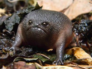 grumpy frog