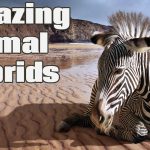 8 Craziest Animal Hybrids