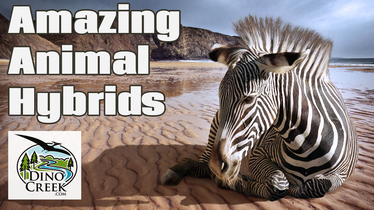 8 Craziest Animal Hybrids Amazing Videos