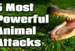 5 Most Powerful Animal Attacks
