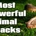5 Most Powerful Animal Attacks