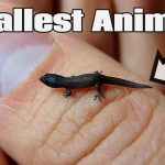 5 Smallest Animals in the World