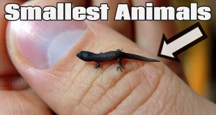 Smallest Animals in the World